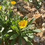 Calendula suffruticosa Blüte