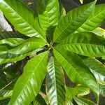 Pouteria caimito Leaf