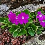 Primula hirsuta Blüte