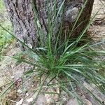 Piptatherum paradoxum 葉