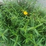 Tagetes lucidaKvet