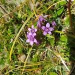 Gentianella campestris Цвят