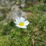 Leucanthemopsis alpina Λουλούδι