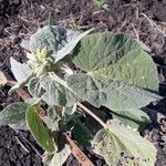 Abutilon pannosumLeaf