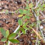 Berberis microphylla 叶