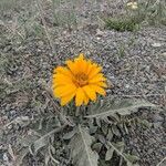 Balsamorhiza hookeri Fiore