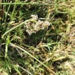 Scirpus brachyceras Flower