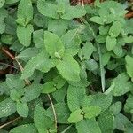 Teucrium scorodonia Листок