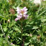 Prunella grandiflora പുഷ്പം