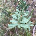 Banksia marginata List