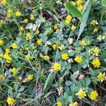 Trifolium dubiumFlower