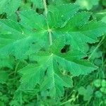 Heracleum lanatum Leaf