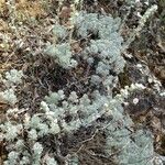 Artemisia pedemontana Blüte