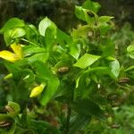 Ixanthus viscosus Hábito