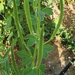 Cleome viscosa Fruitua