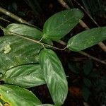 Ischnosiphon puberulus Hoja