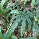 Adiantum hispidulum ഇല