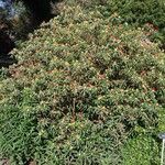 Rhododendron neriiflorum عادت داشتن