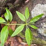 Rubia fruticosa Hoja