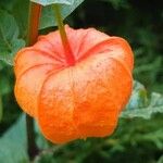 Physalis alkekengi Fruit