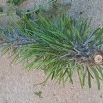Didierea madagascariensis Leaf