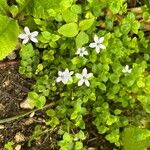 Lobelia pedunculata Flower