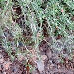 Teucrium subspinosum Habitat