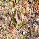 Kalmia angustifolia Blatt