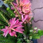 Erica verticillata Λουλούδι