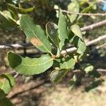 Quercus engelmannii Deilen