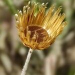 Phagnalon rupestre Flower