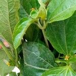 Synedrella nodiflora Лист