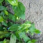 Commelina communis Pokrój