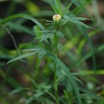 Stylosanthes hamata Flower