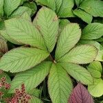 Rodgersia aesculifolia Folha