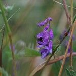 Vicia cracca ᱵᱟᱦᱟ