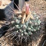 Thelocactus rinconensis Hoja