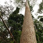 Pericopsis elata Habitat