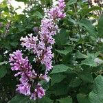 Syringa josikaea 花