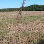 Chenopodium betaceum Кветка