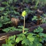 Adoxa moschatellina Blüte