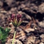 Trifolium wormskioldii عادت