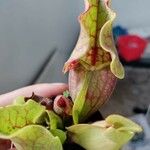 Sarracenia purpureaΦύλλο