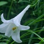 Lilium longiflorum Çiçek