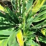 Eryngium elegans Feuille