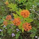 Asclepias tuberosaFlower