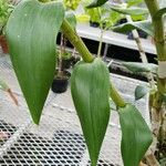 Dendrobium pulchellum Листок