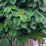 Ficus auriculata Hábitos