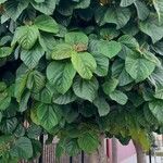 Ficus auriculata Hábito