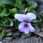 Viola kunawarensis